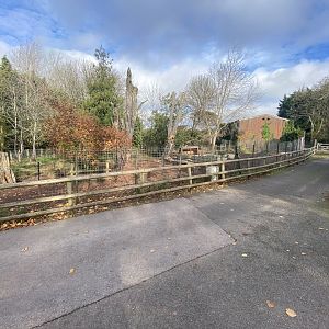 Red river hog enclosure 201121