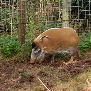 Red river hog 201121