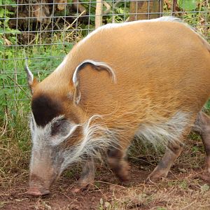 Red river hog 201121
