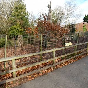 Red river hog enclosure 201121
