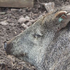Collared peccary 201121