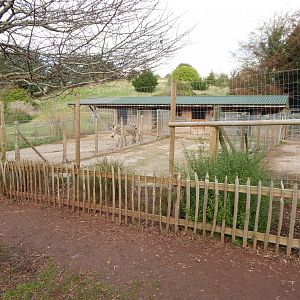 Hartmann's mountain zebra enclosure 201121