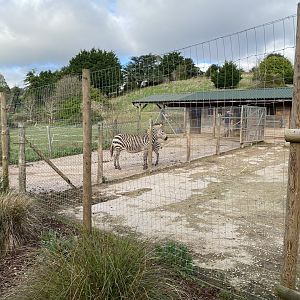 Hartmann's mountain zebra enclosure 201121