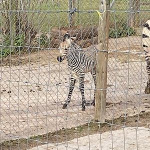 Hartmann's mountain zebra 201121