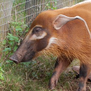 Red river hog 201121