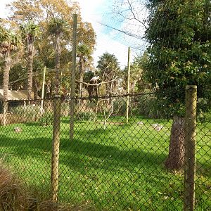Roseate spoonbill aviary 201121