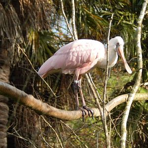 Roseate spoonbill 201121