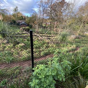 Maned wolf enclosure 201121