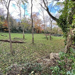 Eastern black rhinoceros enclosure 201121