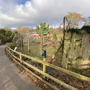 Mandrill enclosure 201121