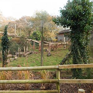 Mandrill enclosure 201121