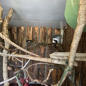 Cottontop tamarin enclosure 201121