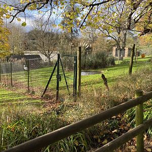 Wattled crane enclosure 201121