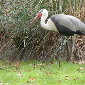 Wattled crane 201121