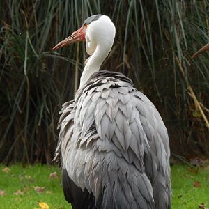 Wattled crane 201121