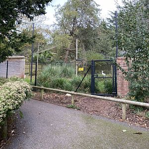 Oriental white stork enclosure 201121
