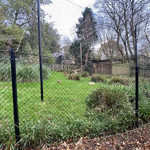 Oriental white stork enclosure 201121