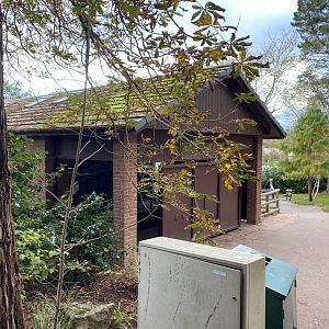 Colombian brown spider monkey exhibit 201121