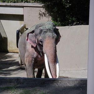 Asian Elephant - Ranchipur