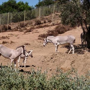 Somali Wild Ass