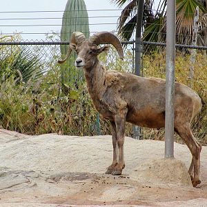Desert Bighorn Sheep