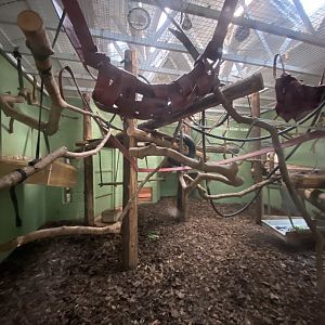 Colombian brown spider monkey enclosure 201121