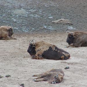 European Bison or Wisent