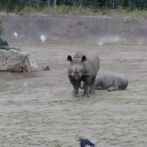 Eastern Black Rhinoceros
