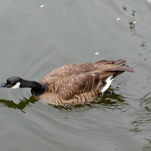 Dusky Canada Goose