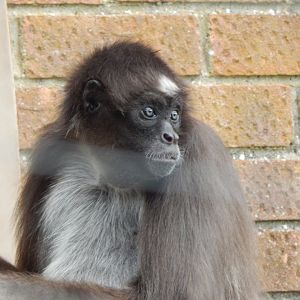 Colombian brown spider monkey 201121