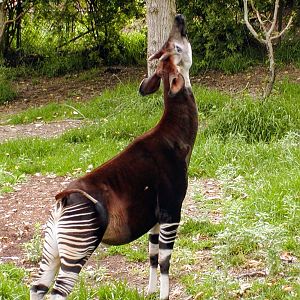 Okapi