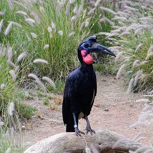 Abyssinian Ground-Hornbill