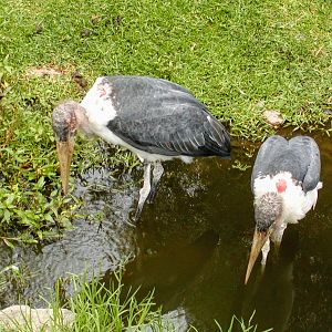 Marabou Stork