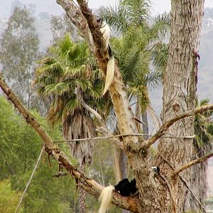 Kikuyu Colobus Monkey