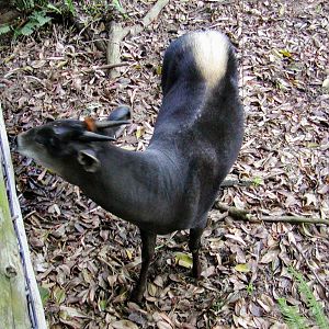 Yellow-backed Duiker