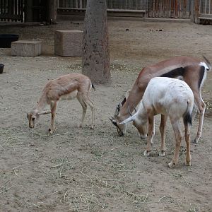 Goitered Gazelle, Grant's Gazelle, & Arabian Oryx