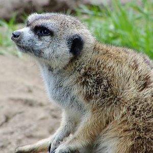 Meerkat