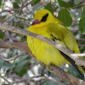 African Golden Oriole