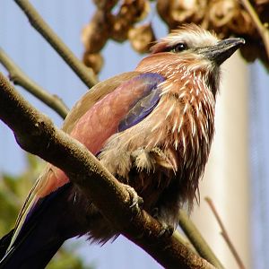 Purple Roller