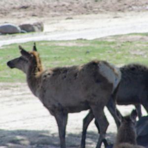 Altai Wapiti