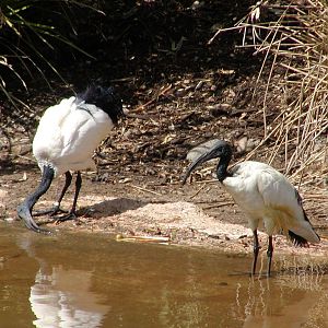 Sacred Ibis