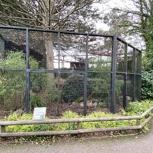 Brown-eared pheasant aviary 201121