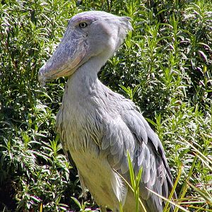 Shoebill