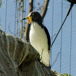 White-headed Lapwing