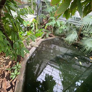 Crocodile Swamp - Cuban crocodile exhibit 201121