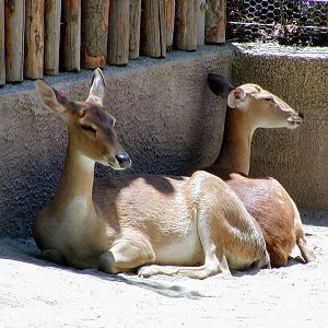 Burmese Brow-antlered Deer in the Petting Kraal