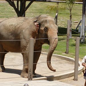 Asian Elephant demonstration