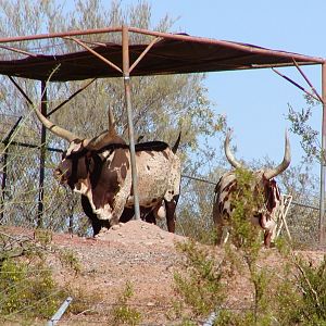 Ankole-Watusi Cattle