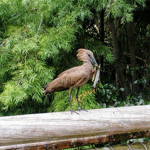 Hamerkop
