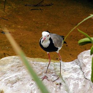 Long-toed Lapwing